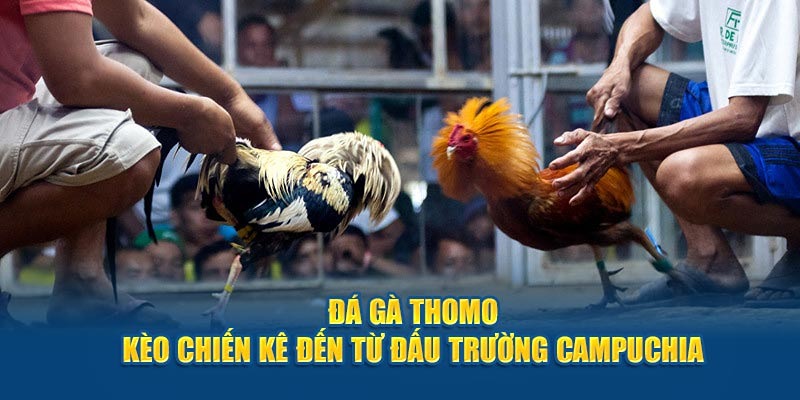 Trực tiếp đá gà hôm nay 23win